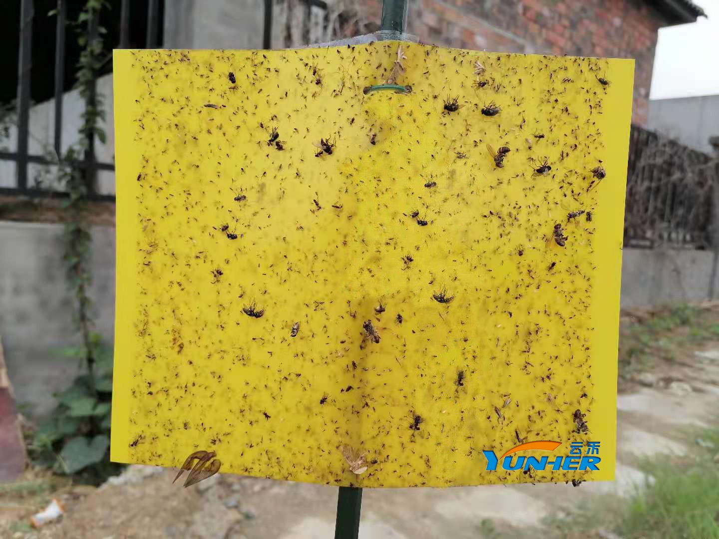 YH-NCB-H型黃板|黃色粘蟲板